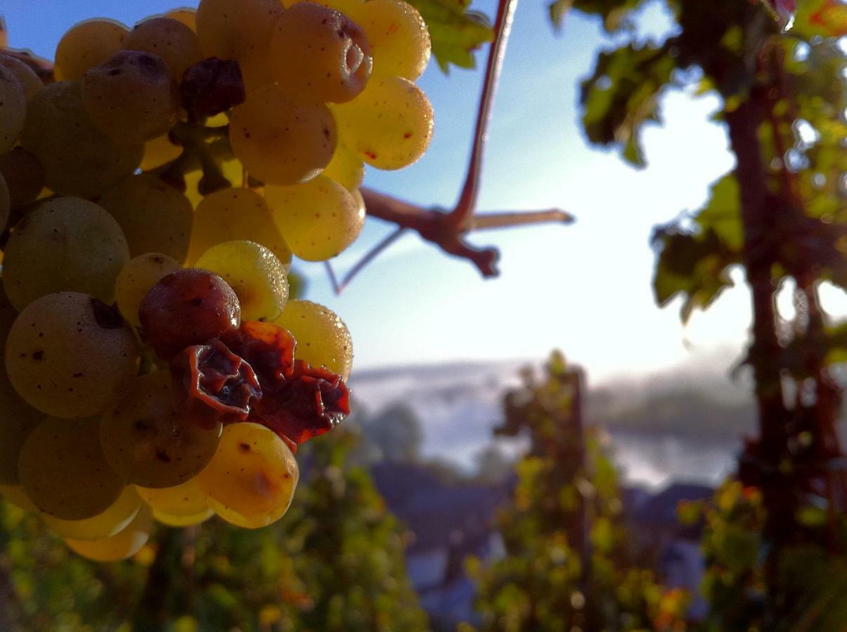 Gaestehaus Weingut Meierer Kesten Экстерьер фото